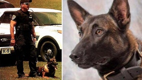 Police dog dies after falling down elevator shaft while searching for burglary suspects