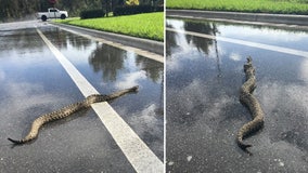 Large rattlesnake spotted slithering across the road in southwest Florida