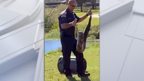 Police officer wrangles python in St. Pete park