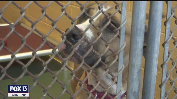 Shelter sees sharp increase in owners surrendering, abandoning dogs and cats during pandemic