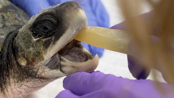 Cold-stunned sea turtles recovering at Clearwater Marine Aquarium