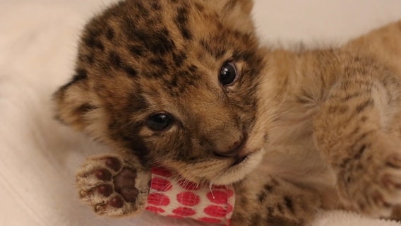 It's a girl: Zoo in California introduced Pauline the lion cub