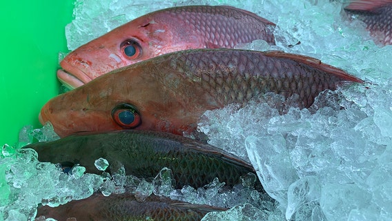 Florida fishermen team up with St. Pete clinic to distribute 20K lbs of fresh fish to families in need