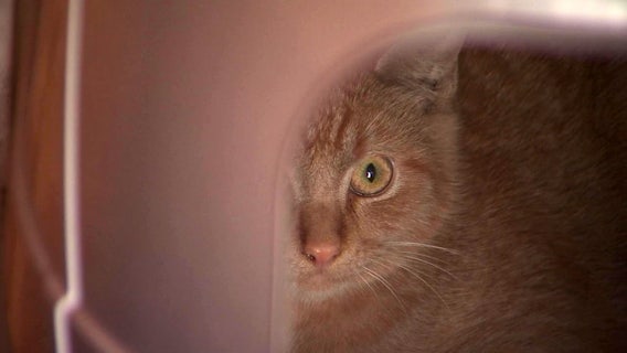 Working cats: The purr-fect solution to your company's pest problem