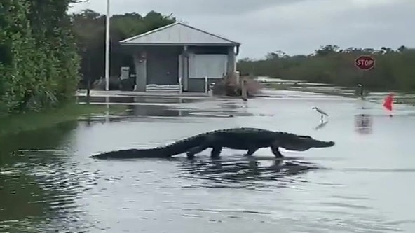 Large alligator strolls across flooded Florida road