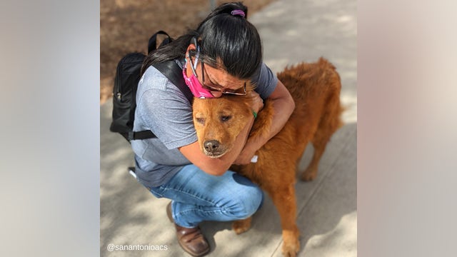 Seven years astray: Missing dog reunited with owner thanks to microchip