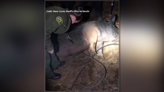 Runaway pig gets a belly rub from California deputy