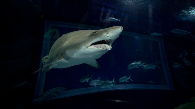 Conservationists sound alarms after oil from shark liver identified as COVID-19 vaccine ingredient