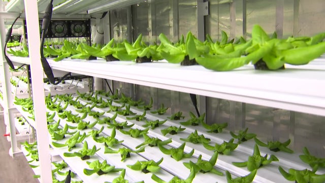 St. Petersburg urban farm saves resources by turning shipping containers into vertical farmland
