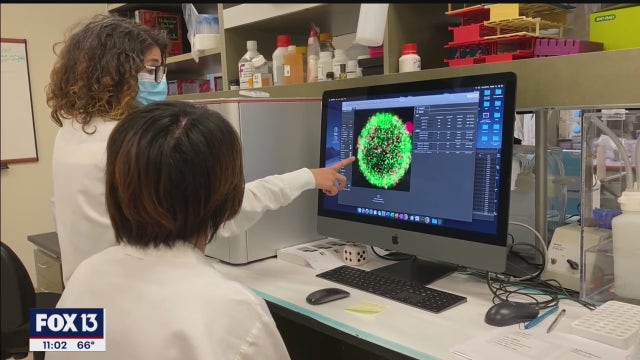 New study suggests COVID-19 immunity could last longer than previously thought