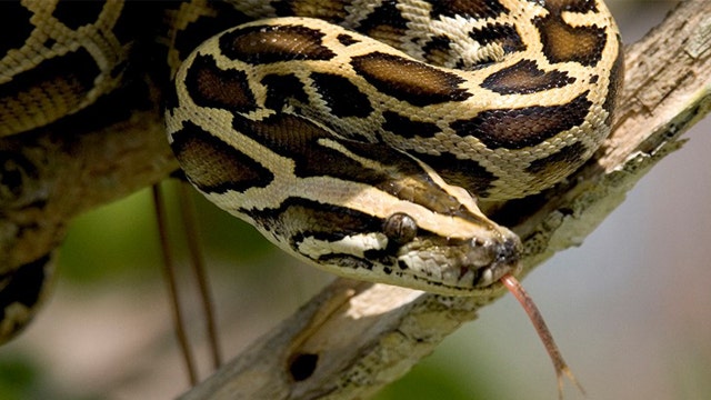 Florida wildlife experts researching whether invasive Burmese pythons are safe to eat