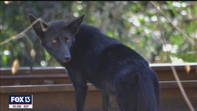 Westchase residents in awe of black coyote