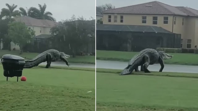 Massive alligator takes a stroll on Florida golf course