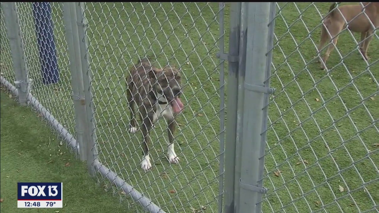2020 forced changes at Hillsborough County Pet Resource Center