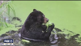 At ZooTampa, some animals do not like the cold