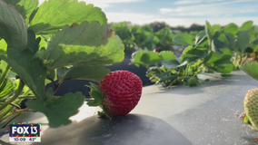 Local strawberry crops heavily monitored during severe cold fronts