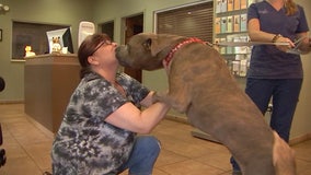 Furry friends across Tampa Bay receive life-saving care from 'Frankie's Friends'