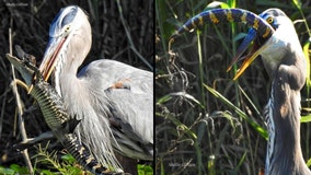 'Savage' heron eats juvenile alligator on Lake Apopka