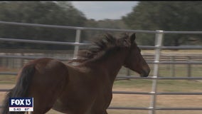 Wild horses rescued, rehabilitated at Peace Love Mustangs in Thonotosassa