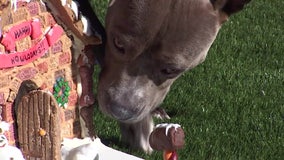 Pet Resource Center gingerbread house goes to the dogs