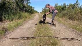Florida’s new python-sniffing dogs have first success tracking down invasive species