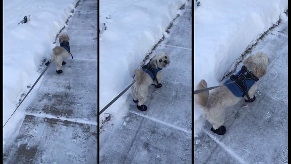 The struggle is real: Dog attempts to walk in snow booties