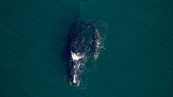 Rare right whale calf spotted by Clearwater Marine Aquarium Research Institute biologists