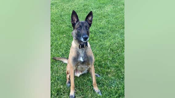 Phoenix Police release bodycam footage of shooting that killed suspect, injured K-9