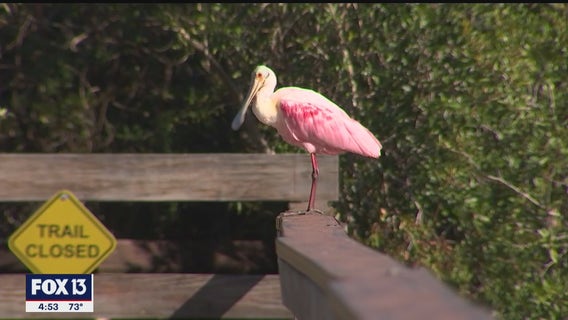Experience wild Florida in the heart of St. Petersburg at Boyd Hill Nature Preserve
