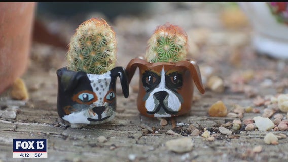 St. Pete gardener's succulents offer year-round joy in tiny clay pots