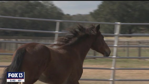 Wild horses rescued, rehabilitated at Peace Love Mustangs in Thonotosassa