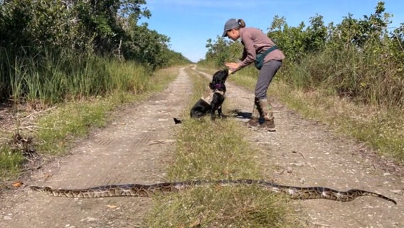 Florida’s new python-sniffing dogs have first success tracking down invasive species