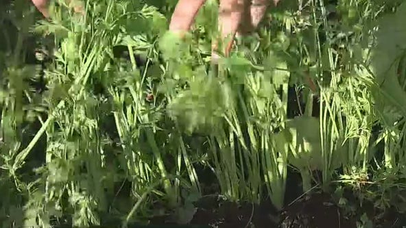 How cold weather impacts your garden