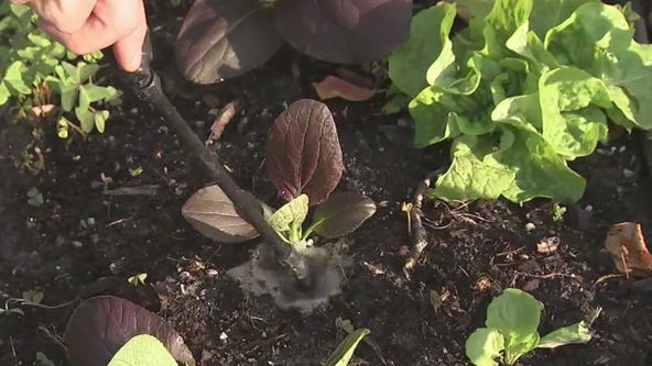 How colder weather impacts your garden