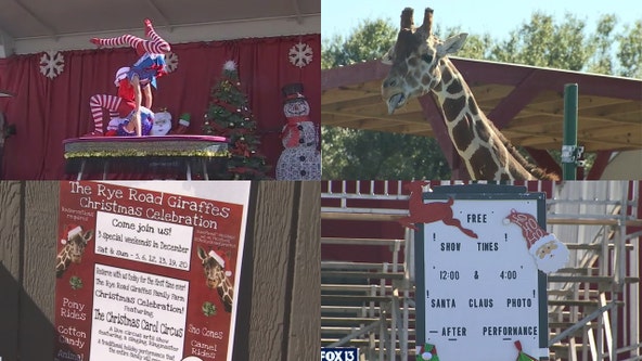 Rye Road Giraffes help celebrate Christmas this weekend