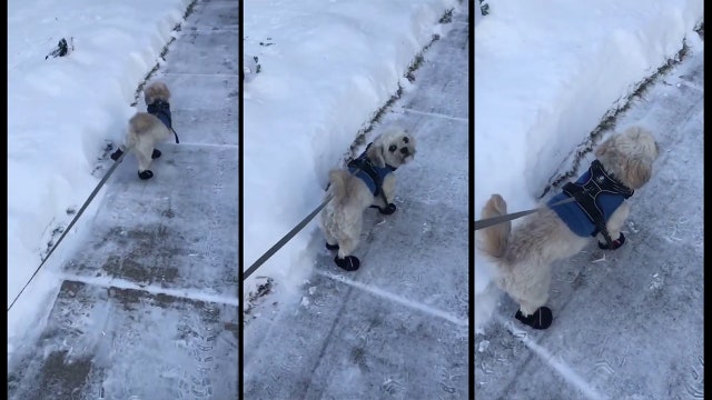 The struggle is real: Dog attempts to walk in snow booties