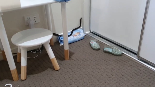 Venomous snake trapped after it was found in child's bedroom
