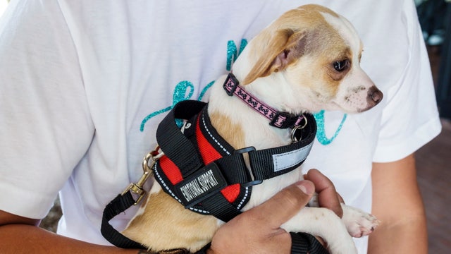 Emotional support animals will no longer be considered service animals on flights