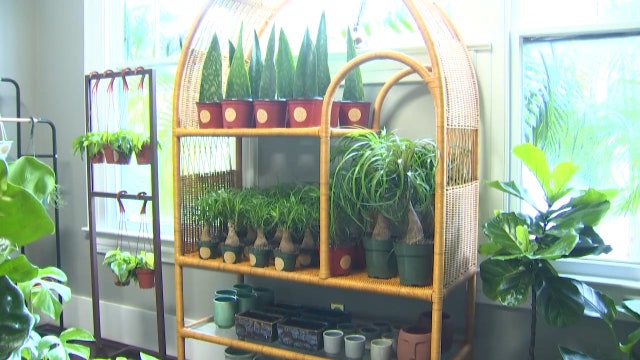 Houseplants for every lifestyle shipped from Yuravine Bros. in South Tampa