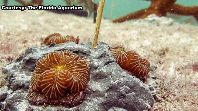 Florida Aquarium helps successfully transplant, grow coral in the wild