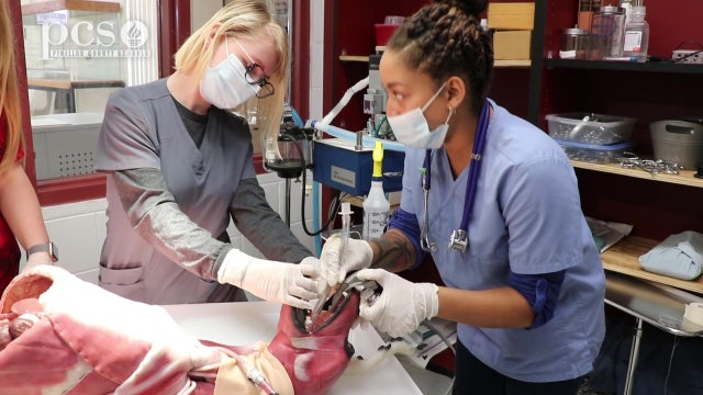 Tarpon Springs students first in Florida to practice procedures on synthetic dog