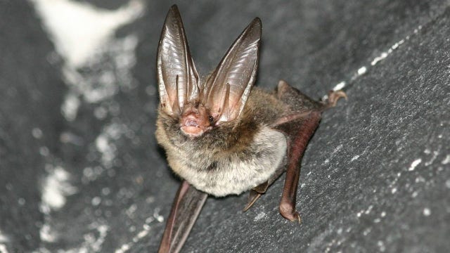 Scientists focusing on bats for clues to prevent next pandemic