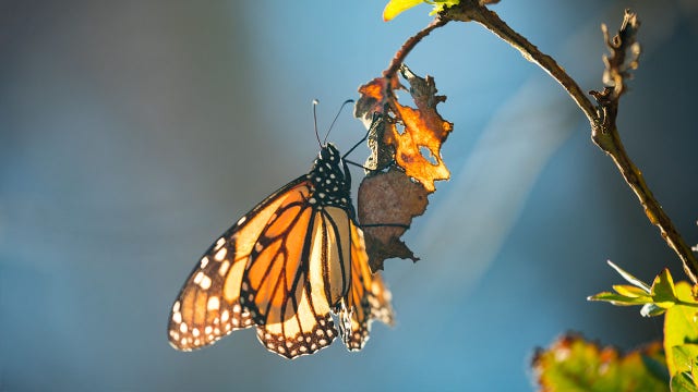 Trump administration expected to make endangered-species decision on monarch butterfly