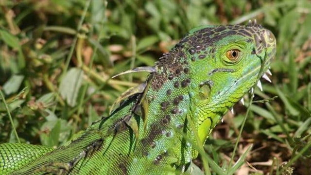 South Florida forecasters warn 'falling iguanas are possible' on cold Christmas Day