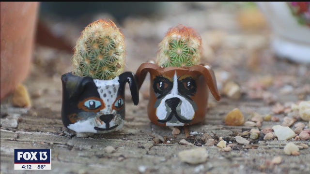 St. Pete gardener's succulents offer year-round joy in tiny clay pots