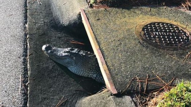 Deputies free alligator stuck in Venice storm drain