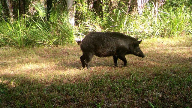 Hog hunt registration opens in Florida to control invasive species population