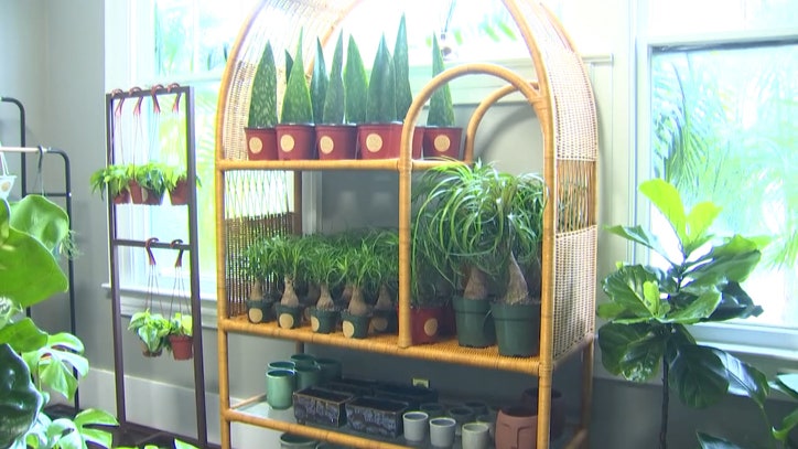 Houseplants for every lifestyle shipped from Yuravine Bros. in South Tampa - Vimarsana News