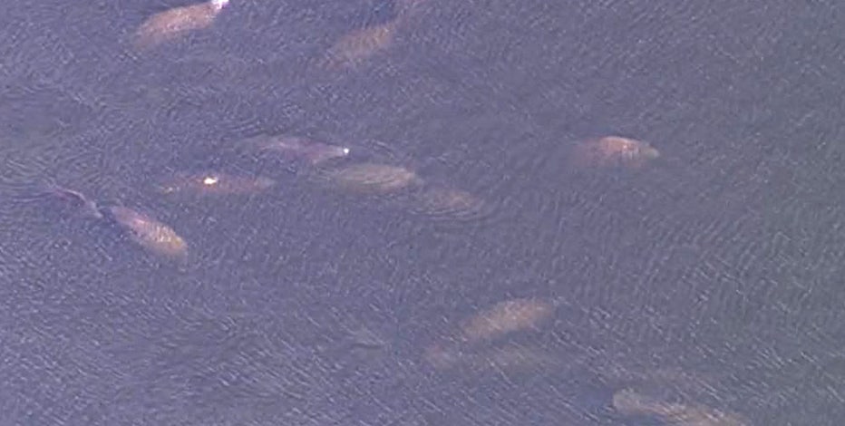 When Florida's weather cools, manatees seek TECO power plant's warm waters