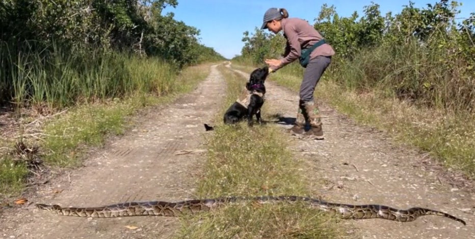 Florida’s new python-sniffing dogs have first success tracking down invasive species